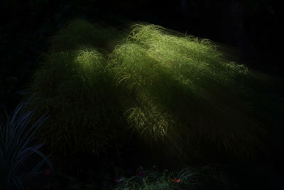 Close-up of plant growing in forest