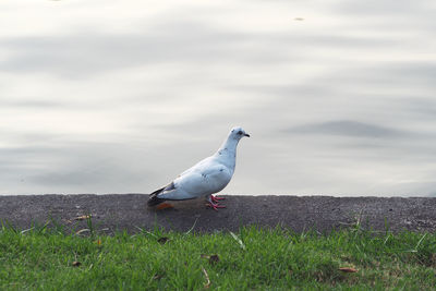 Seagull perching on a land