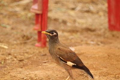 Close-up of bird perching on a land