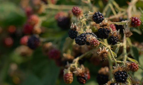 Close-up of berries growing on tree