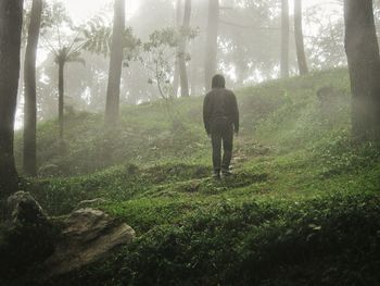 Low angle view of man walking on hill in forest during foggy weather