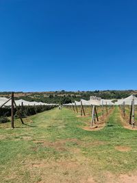 Wooden posts on field against clear blue sky