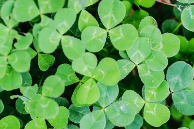 Full frame shot of green leaves