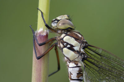 Extreme closeup pf the dragonfly