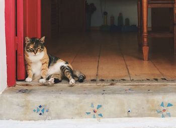 Full length of a cat lying on doorstep