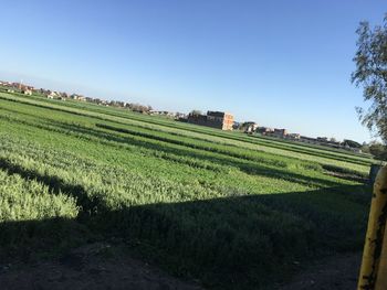 Scenic view of agricultural field against clear sky