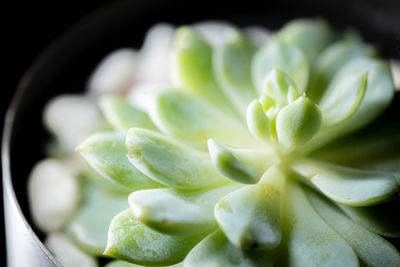 Close-up of succulent plant