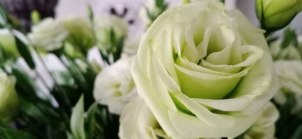 Close-up of white flowering plant