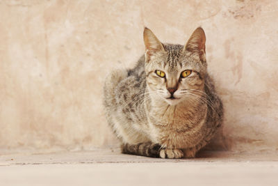 Close-up portrait of cat