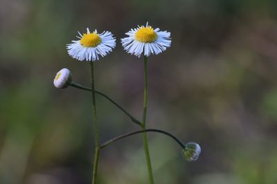 Close-up of white flowering plant