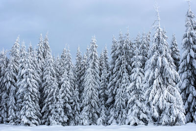 Close-up of snow covered trees against sky