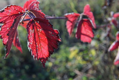 Close-up of red leaves on plant