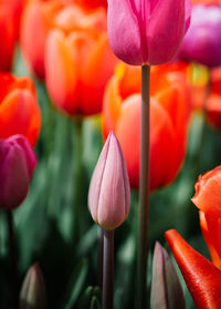 Beautiful tulips flower in tulip field in spring