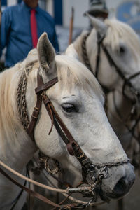 Close-up of a horse