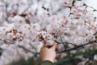 Cropped hand touching apple blossom at park