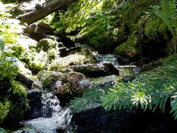 Scenic view of waterfall in forest