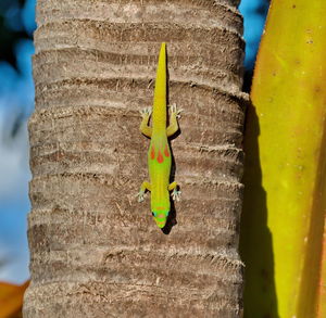 Close-up of insect on tree trunk