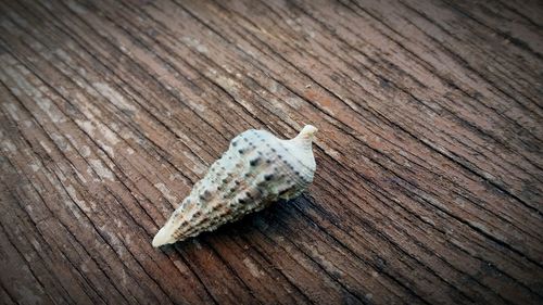 High angle view of conch shell on wood