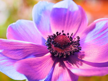 Close-up of purple flower blooming outdoors