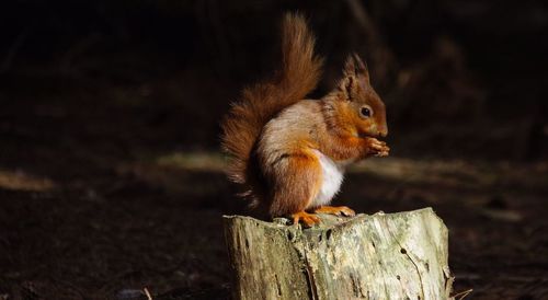 Close-up of squirrel on wooden post