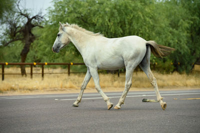 Side view of a horse