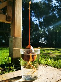 Germinating an avocado seed