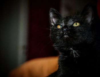 Close-up portrait of cat at home