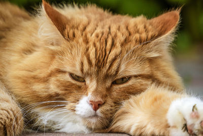 Close-up portrait of a cat