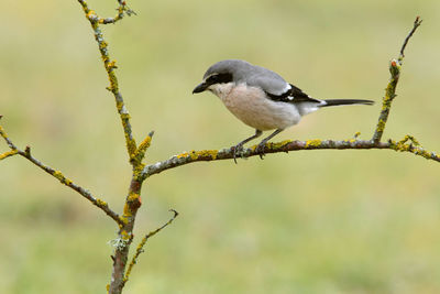 Close-up of bird perching on branch