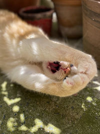 High angle view of cat