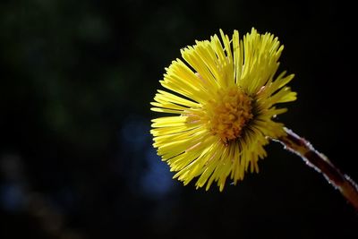 Close-up of yellow flowering plant