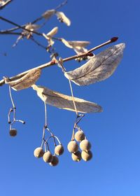 Low angle view of bird against clear blue sky