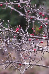 Close-up of berries on tree