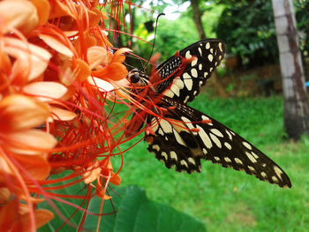 Close-up of butterfly pollinating on flower