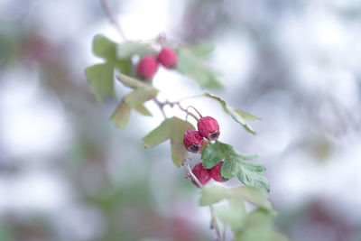 Close-up of cherry blossom