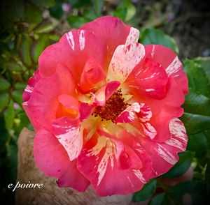 Close-up of pink rose flower