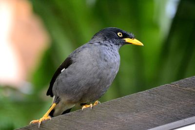 Close-up of bird perching on railing