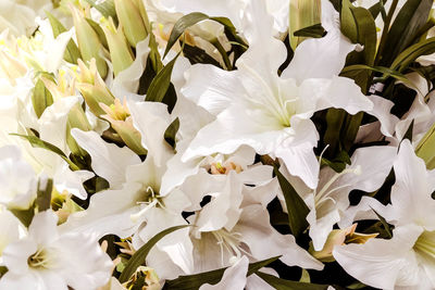 Close-up of white flowers