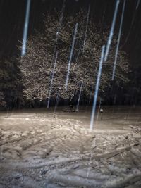 Snow covered land and trees at night