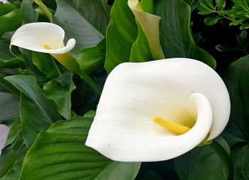 Close-up of white rose flower