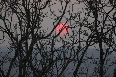 Low angle view of silhouette bare tree against sky