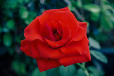 Close-up of red rose blooming outdoors