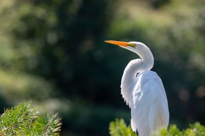 Close-up of a bird