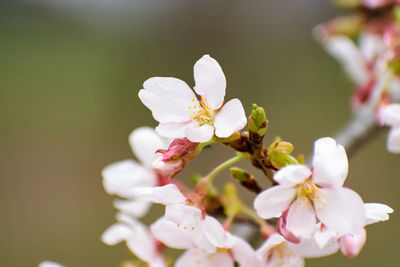 Close-up of white flowers