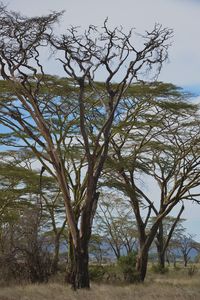 Trees on field against sky