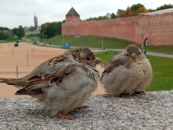 Close-up of birds against the wall