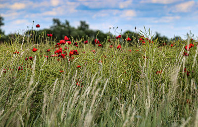 Close-up of red poppy flowers on field against sky