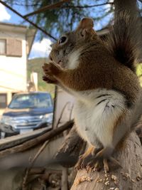 Close-up of squirrel