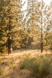 Trees in forest during autumn