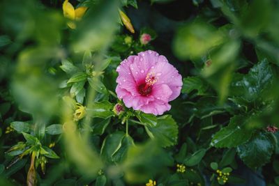 Close-up of pink flowering plant